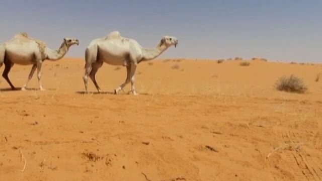 Luisa Spagnoli SFIDA - Cappotto corto - cammello cammello/sabbia 
