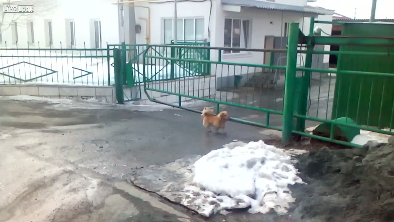 Targa Cane Giardino Attenzione Vor Dem Cane Segno Multilingue (giallorosso), Pittogramma Resistente Agli Agenti Atmosferici, Cani Scudo Per Il Cancello Da Giardino Antifurto Giardino