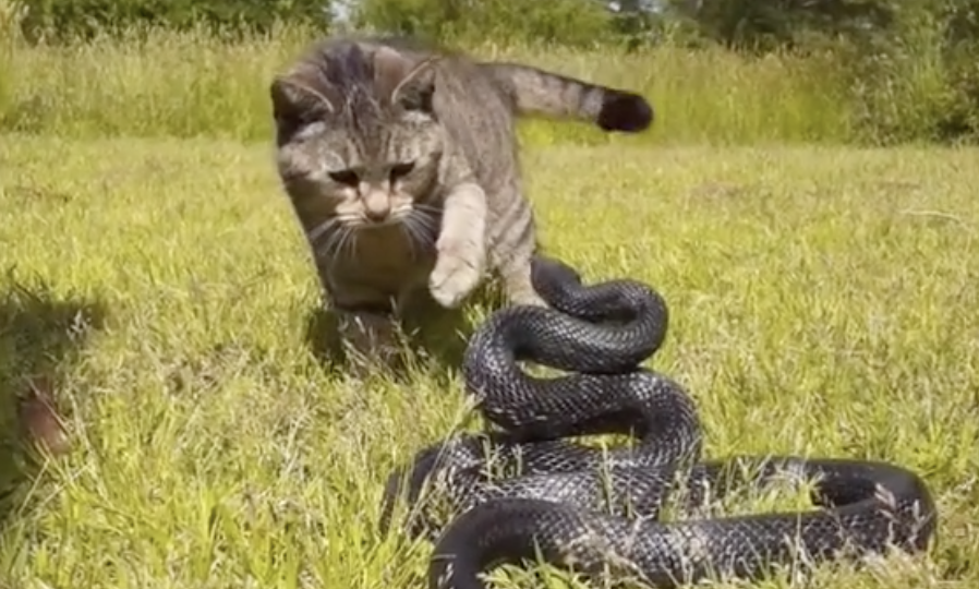 Gatto contro serpente. Come finisce il duello ad alta tensione – Il Tempo